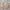 Casual Sweatshirt Pria Tan