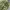 Vintage Emo Pria green photo 2