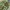 Vintage Emo Pria Green