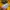 Polo Ralph Lauren Streetwear Casual Polo shirt Pria yellow photo 4