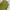 Giordano Casual T-shirt Pria green photo 3