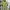 Giordano Casual T-shirt Pria green photo 1