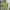 Giordano Casual T-shirt Pria Green