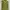 Giordano Casual T-shirt Pria green photo 2