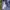 Nike Skater Sportswear Sweatpants & Joggers Pria navy blue photo 5