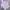 Nerdy Casual Hoody Pria purple photo 1