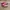 Adidas Casual Sneakers Wanita pink photo 1