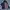 GAP Casual Parka Pria navy photo 4