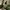 Y2K Casual Culotte Wanita tan photo 1