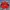 Daniel Hechter Vintage Casual Bomber jacket Pria red photo 6