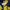 Casual Windbreaker Pria navy yellow photo 4
