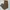 Dickies Casual Jeans Pria brown photo 1