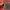 Columbia Minimalist Casual Puffer jacket Kids red photo 8