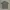 Lacoste Casual Polo shirt Pria gray photo 2