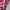 Japanese brand Fairy Coquette Cami top Wanita burgundy pink photo 4