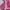Japanese brand Fairy Coquette Cami top Wanita burgundy pink photo 2