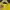 Gildan Casual T-shirt Pria yellow photo 2