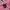 Vintage T-shirt Pria pink photo 4