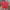 Fruit of the Loom Vintage T-shirt Pria red photo 1