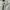 Mambo Y2K Casual Short Pria cream photo 4