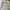 Mambo Y2K Casual Short Pria cream photo 7