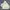 HUF Skater Sportswear Windbreaker Pria white photo 4