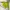 Nike Streetwear Casual Hoody Pria Multicolor Green
