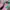 Puma Streetwear Casual Sneakers Wanita green pink photo 2