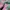 Puma Streetwear Casual Sneakers Wanita Green Pink