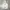 Converse Streetwear Skater Hoody Pria White