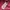 Polo Ralph Lauren Luxury Minimalist Sweater Pria burgundy red photo 4