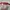 Buckaroo Grunge Emo Belt Pria red photo 3