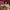 Salomon Gorpcore Sneakers Pria Brown