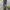 DogTown Vintage Y2K Jeans Pria gray photo 4
