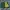 Chevignon Vintage Streetwear Bomber jacket Pria green photo 4