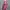 Helly Hansen Sportswear Casual Harrington jacket Wanita pink photo 1