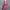 Helly Hansen Sportswear Casual Harrington Jacket Wanita Pink