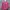 Helly Hansen Sportswear Casual Harrington Jacket Wanita Pink