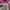 Helly Hansen Sportswear Casual Harrington jacket Wanita pink photo 5