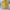 Hai Sporting Gear Vintage Y2K Casual shirt Pria yellow photo 1