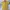 Hai Sporting Gear Vintage Y2K Casual Shirt Pria Yellow