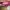 Coach Coquette Casual Bags & purse Wanita pink photo 3