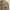 Kangol Casual Hoody Pria brown photo 2
