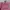 Balenciaga Casual Handbag Wanita Pink