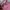 Balenciaga Casual Handbag Wanita pink photo 3
