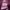 Fendi Futurist Handbag Wanita pink photo 6