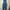 Dickies Vintage Streetwear Jeans Pria blue photo 4