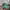NEPA Vintage Hat Pria green photo 1