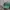NEPA Vintage Hat Pria Green