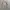 Luxury Futurist Formal shirt Pria tan cream photo 1